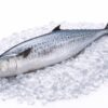 Spanish Mackerel (Ikan Tenggiri)
