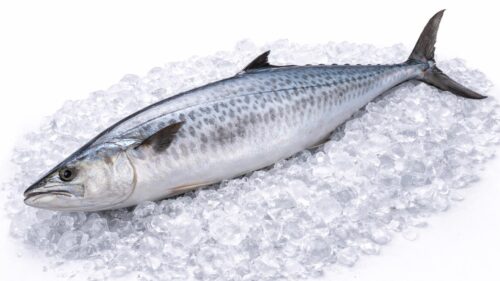 Spanish Mackerel (Ikan Tenggiri)