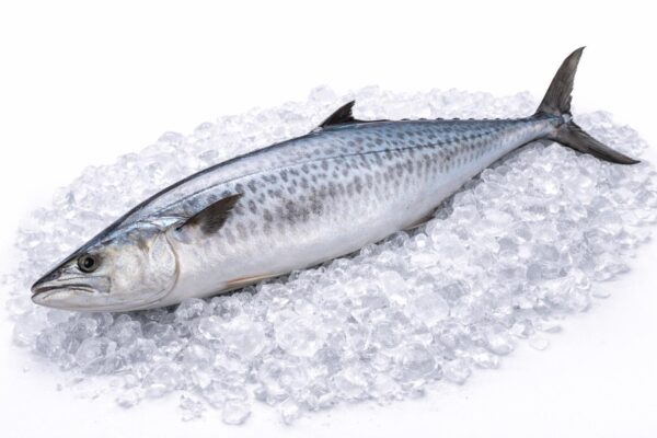 Spanish Mackerel (Ikan Tenggiri)