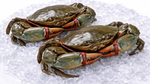 Mud Crab (Kepiting)