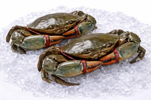 Mud Crab (Kepiting)