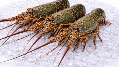 Lobster