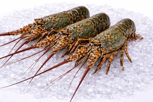 Lobster
