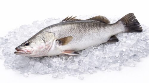 Barramundi (Kakap Putih)