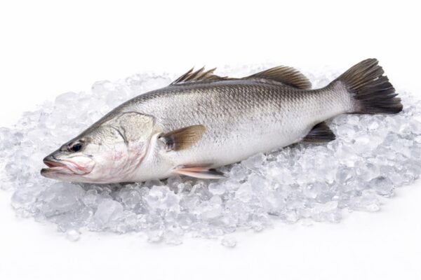 Barramundi (Kakap Putih)