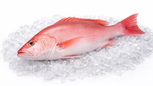 Red Snapper (Kakap Merah)