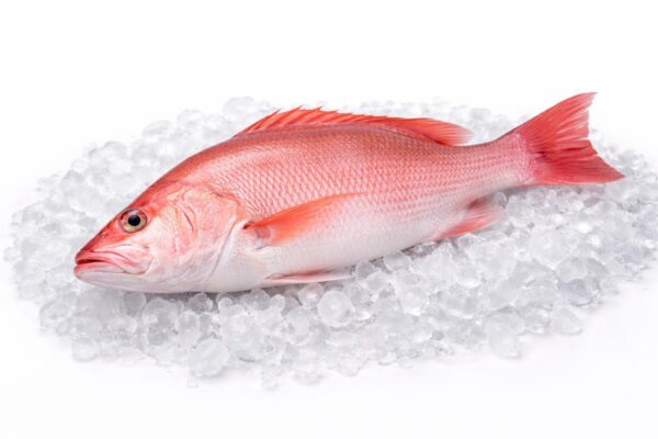 Red Snapper (Kakap Merah)