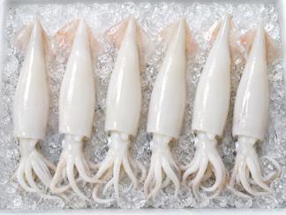 Squid (Cumi-Cumi)