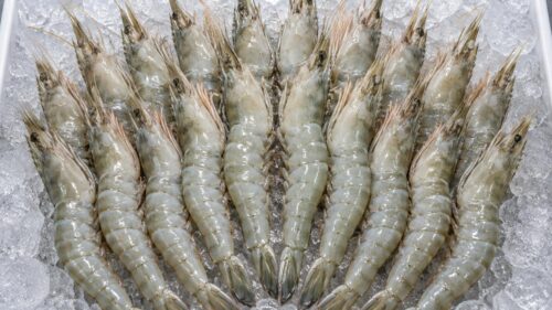 Vannamei Shrimp (Udang Vannamei)