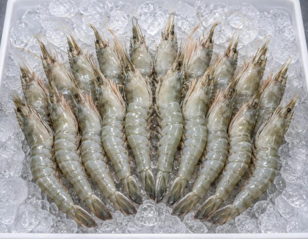 Vannamei Shrimp (Udang Vannamei)