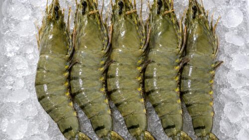Black Tiger Shrimp (Udang Tiger Premium)