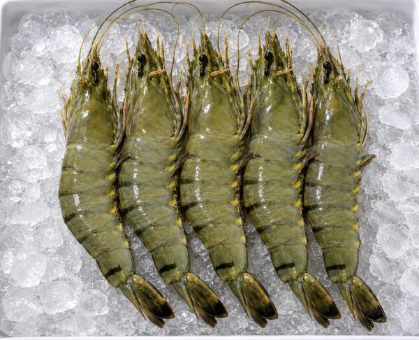 Black Tiger Shrimp (Udang Tiger Premium)
