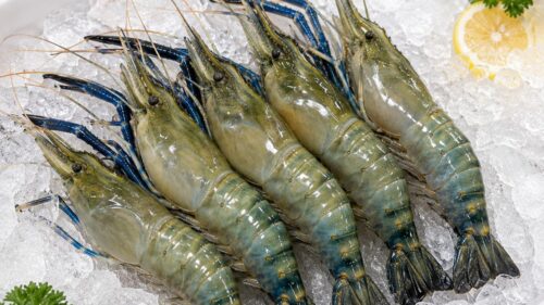 Giant Freshwater Prawn (Udang Galah)