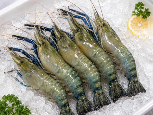 Giant Freshwater Prawn (Udang Galah)