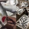 Barramundi (Kakap Putih)