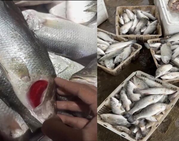 Barramundi (Kakap Putih)