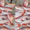 Red Snapper (Kakap Merah)