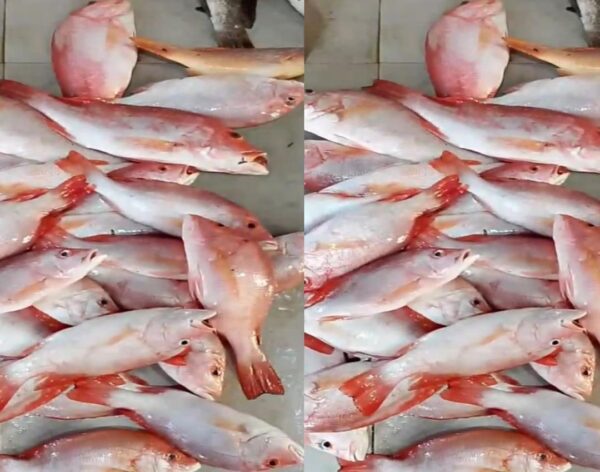 Red Snapper (Kakap Merah)