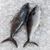 Spanish Mackerel (Ikan Tenggiri)