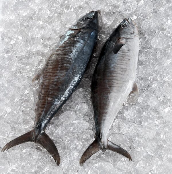 Spanish Mackerel (Ikan Tenggiri)