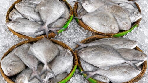 Pomfret (Ikan Bawal Hitam)