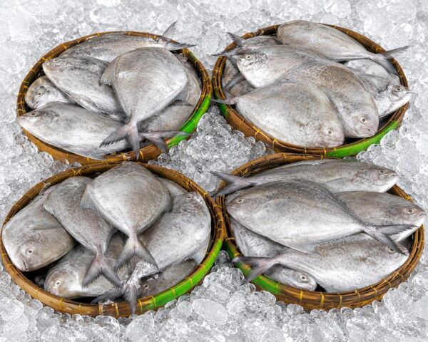 Pomfret (Ikan Bawal Hitam)
