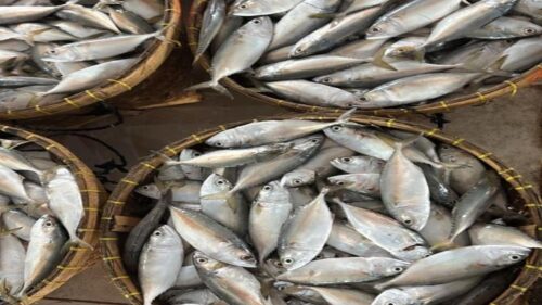 Indian Mackerel (Ikan Kembung)