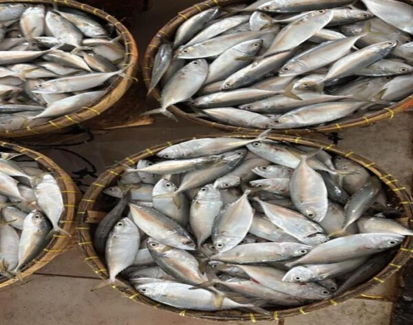 img90 Indian Mackerel (Ikan Kembung)