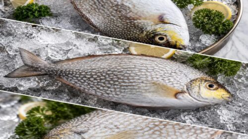Ikan Baronang