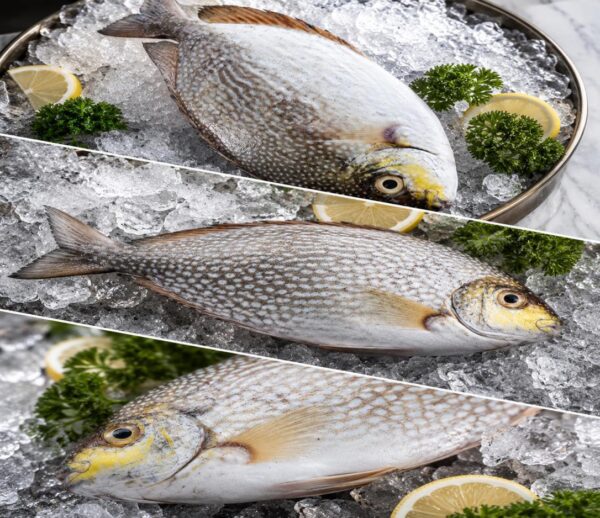 Ikan Baronang
